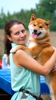 Photo №4. I will sell shiba inu in the city of Ukhta. private announcement, from nursery, breeder - price - negotiated