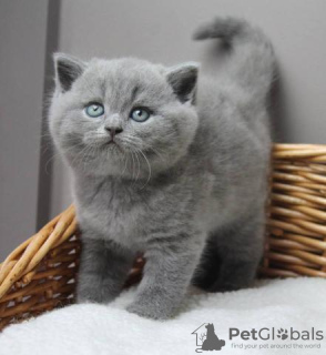 Photo №3. British shorthair kittens Business WhatsApp 37256062792. Finland