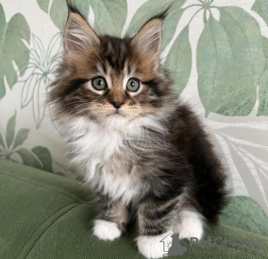 Photo №2 to announcement № 103757 for the sale of maine coon - buy in Germany private announcement