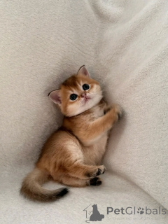 Photo №2 to announcement № 137099 for the sale of scottish fold - buy in Germany breeder