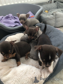 Photo №3. Chihuahua puppies. Estonia