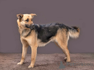 Photo №2 to announcement № 165898 for the sale of non-pedigree dogs - buy in Russian Federation private announcement