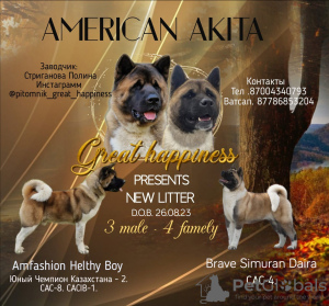 Photo №1. american akita - for sale in the city of Казахстан | 634$ | Announcement № 76768