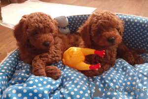Photo №1. poodle (dwarf) - for sale in the city of Gomel | 1604$ | Announcement № 70374