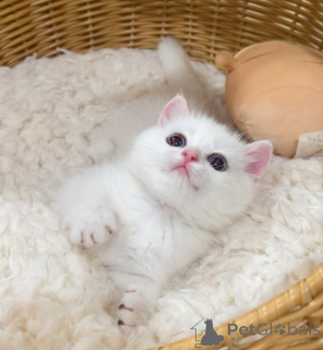 Photo №2 to announcement № 176447 for the sale of british shorthair - buy in Netherlands breeder