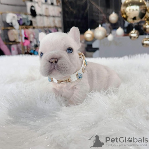 Photo №2 to announcement № 99284 for the sale of french bulldog - buy in United States private announcement, breeder