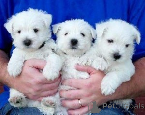 Photo №1. west highland white terrier - for sale in the city of Warsaw | negotiated | Announcement № 175848
