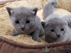 Photo №1. turkish van - for sale in the city of Helsinki | 300$ | Announcement № 160934