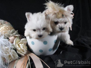 Photo №1. maltese dog - for sale in the city of Erding | 211$ | Announcement № 119042