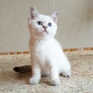 Photo №2 to announcement № 3257 for the sale of british shorthair - buy in Russian Federation from nursery