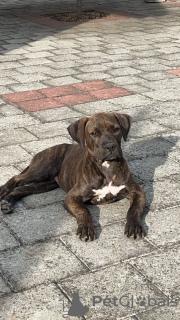 Photo №1. american bully - for sale in the city of Belgrade | 1268$ | Announcement № 123320