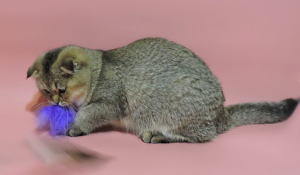 Photo №3. Scottish kittens. Scottish fold boy.. Ukraine