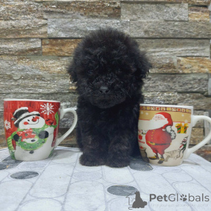 Photo №3. We offer poodle puppies. Serbia