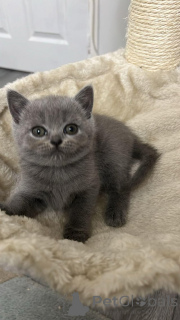 Photo №1. british shorthair - for sale in the city of Bern | Is free | Announcement № 160240