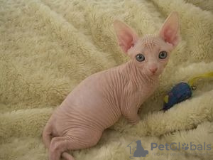 Photo №1. sphynx cat - for sale in the city of Belfast | 264$ | Announcement № 124357