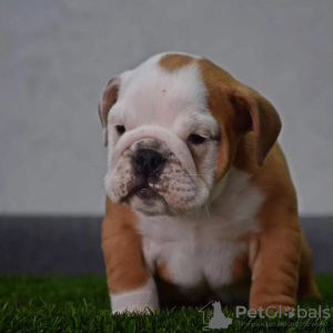 Photo №2 to announcement № 90126 for the sale of english bulldog - buy in Serbia breeder