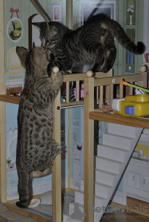 Photo №1. savannah cat - for sale in the city of Belgrade | 497$ | Announcement № 13789
