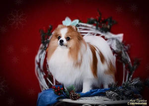 Photo №1. german spitz - for sale in the city of St. Petersburg | Negotiated | Announcement № 4256