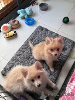 Photo №3. Amazing pomsky puppies for sale. Croatia