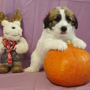 Photo №1. jack russell terrier - for sale in the city of Ivanovo | 725$ | Announcement № 4430