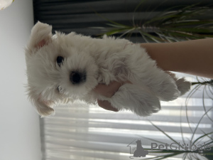 Photo №2 to announcement № 172399 for the sale of maltese dog - buy in Belarus 