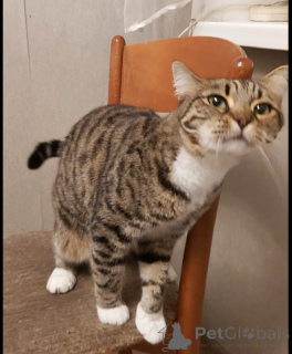 Photo №3. Sima cat with green eyes in good hands.. Russian Federation