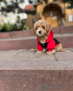 Photo №3. Poodle Toy , 2 months old. United States