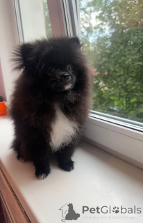 Photo №2 to announcement № 146654 for the sale of pomeranian - buy in Belarus private announcement