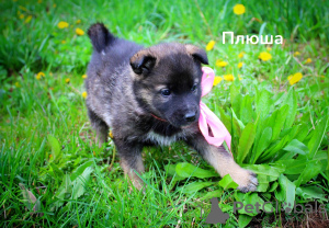 Photo №1. non-pedigree dogs - for sale in the city of Minsk | Is free | Announcement № 98627