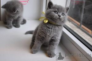 Photo №2 to announcement № 126533 for the sale of british shorthair - buy in Spain breeder