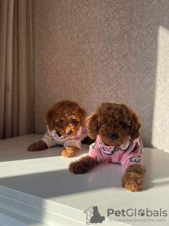 Photo №1. poodle (toy) - for sale in the city of Vaslui | negotiated | Announcement № 82362