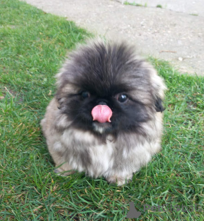 Photo №4. I will sell pekingese in the city of Zrenjanin. breeder - price - negotiated