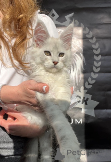 Photo №1. maine coon - for sale in the city of New York | negotiated | Announcement № 140876