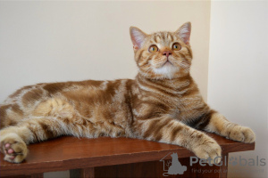 Photo №3. Scottish kitten Cinnamon marble. Belarus