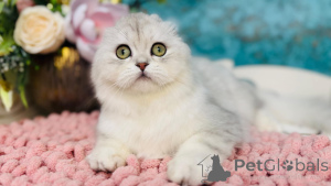 Photo №4. I will sell scottish straight in the city of Kiev. from nursery - price - 500$