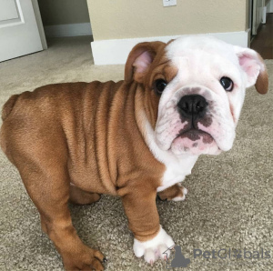 Additional photos: 2 Healthy English bulldog puppies for sale