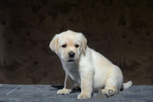 Photo №1. labrador retriever - for sale in the city of Pushkino | negotiated | Announcement № 43500