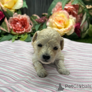 Photo №3. POODLE PUPPY AVAILABLE. United States
