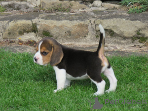 Photo №4. I will sell beagle in the city of St. Petersburg. private announcement - price - 317$