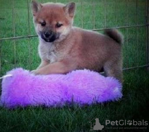 Photo №2 to announcement № 128846 for the sale of shiba inu - buy in Switzerland 