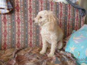 Photo №2 to announcement № 74000 for the sale of poodle (dwarf) - buy in Russian Federation private announcement