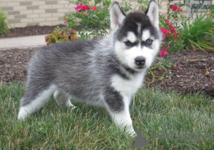 Photo №4. I will sell siberian husky in the city of California. from the shelter, breeder - price - negotiated
