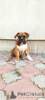 Photo №4. I will sell american bully in the city of Gomel.  - price - 828$