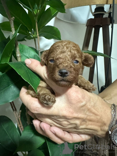 Photo №4. I will sell poodle (toy) in the city of Kraljevo. breeder - price - negotiated