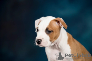 Photo №1. american staffordshire terrier - for sale in the city of Kemerovo | negotiated | Announcement № 42715