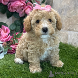 Photo №1. poodle (toy) - for sale in the city of Brussels | 413$ | Announcement № 168600