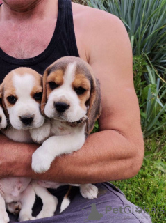 Photo №1. beagle - for sale in the city of Лида | 400$ | Announcement № 11182