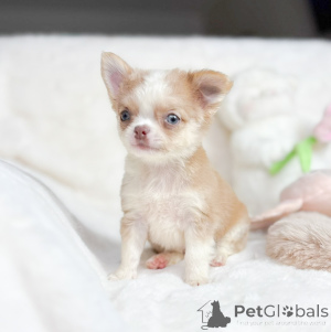 Photo №1. chihuahua - for sale in the city of Achenkircch | negotiated | Announcement № 167154
