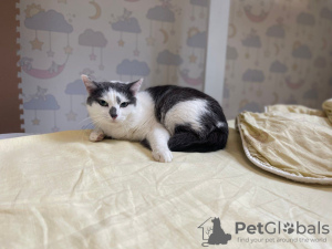 Additional photos: A wonderful young cat Elechka is looking for a home and a loving family!