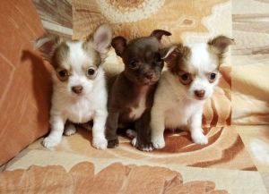 Photo №1. chihuahua - for sale in the city of Москва | 333$ | Announcement № 2181